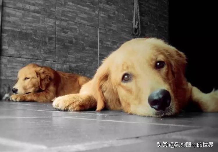 狗狗轻度中暑有意识能自行恢复吗,狗狗中暑放在空调房降温可以吗