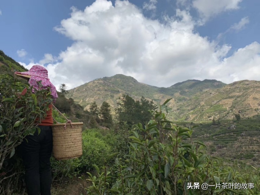 正宗青茶凤凰单丛,凤凰单丛是什么茶