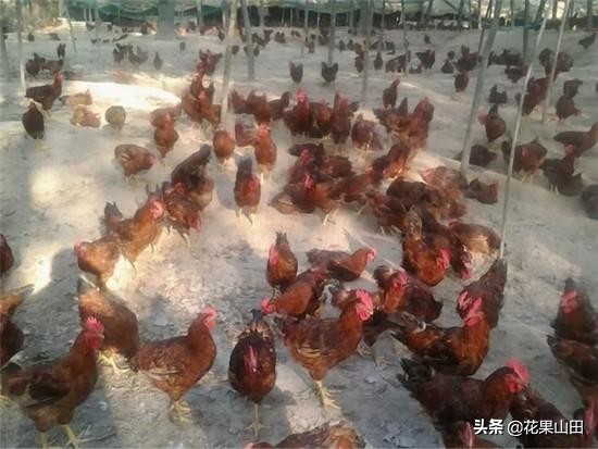 土鸡散养几个月可以生蛋,土鸡养什么品种好