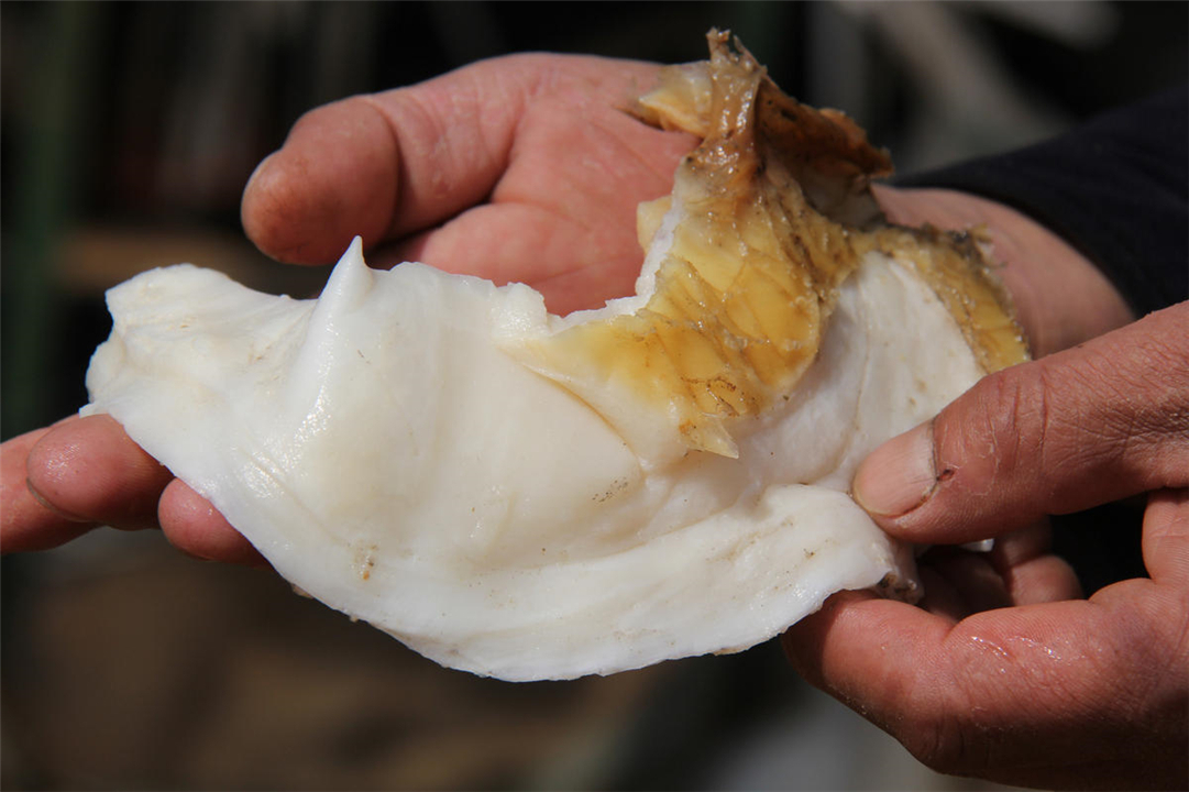 太岁的真实价值,太岁真的那么值钱嘛