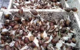 北方农业种植致富项目,农业种植致富项目有什么