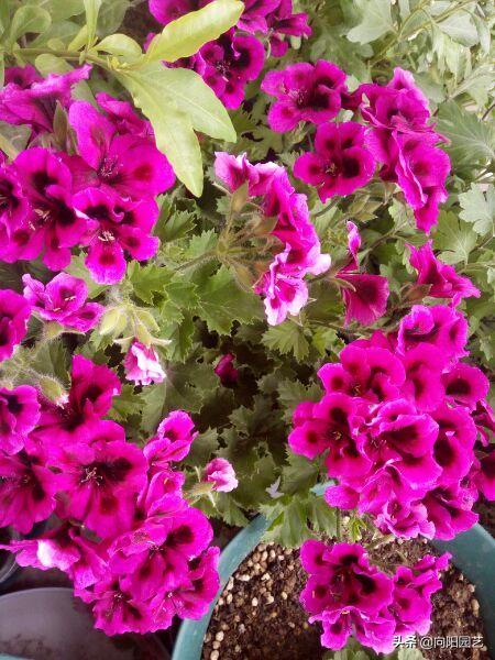 3种花卉好看又好养还能净化空气,4种花值得冬季盆栽