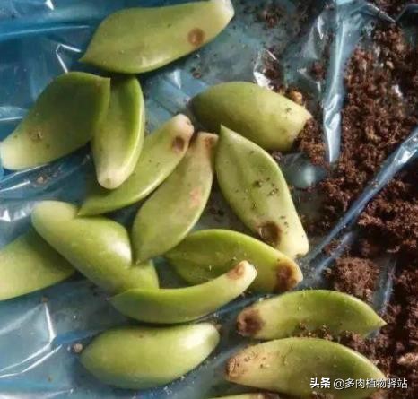 多肉的根腐黑怎么处理,多肉腐黑了要拔根吗