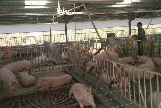 猪舍搭建的十大禁忌,建设猪舍最新政策