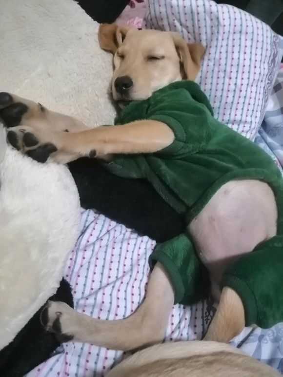 养拉布拉多的噩梦,刚买回来的拉布拉多胆子小怎么办