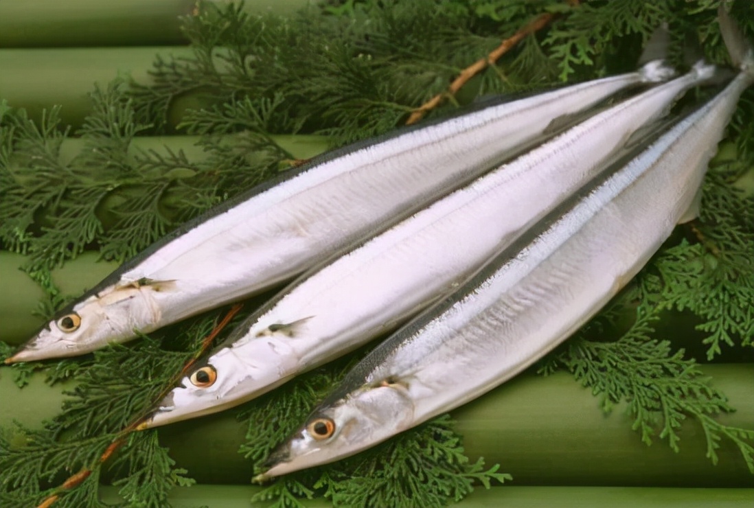 5种无法人工养殖的野生海鱼,哪些食用海鱼可以人工养殖