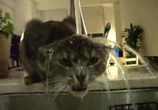 猫咪一副听不懂人话的样子,猫咪一副不太聪明的样子