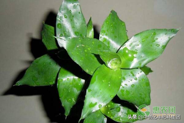 富贵竹叶子发黄掉叶急救专用,富贵竹杆子发黄怎么救