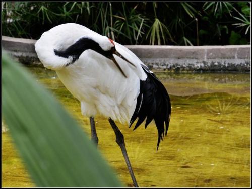 丹顶鹤的顶真的有剧毒吗,丹顶鹤顶红是什么原因