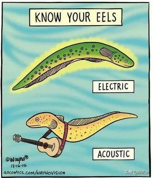 玩了一下电鳗,他口吐白沫倒下了