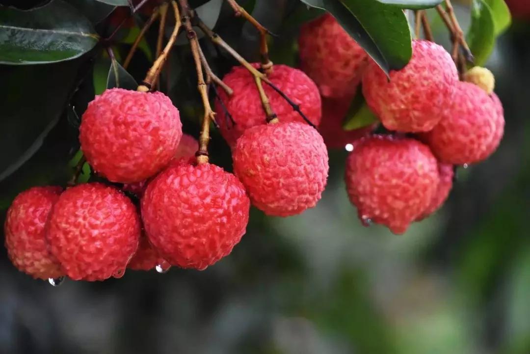 水果产业特色分析表,中国水果产业发展趋势分析