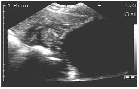 怎么判断母猪可以授精,母猪人工授精怀孕技术