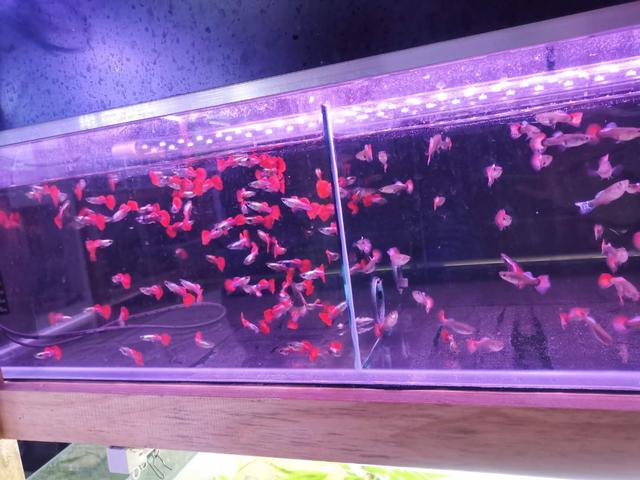 买孔雀鱼如何选鱼苗呢视频,买孔雀鱼回家到底怎么定水