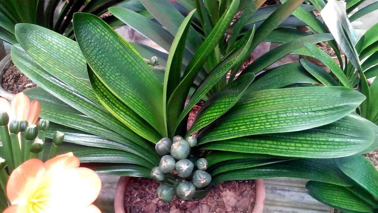 君子兰冬季换盆注意事项有哪些,君子兰冬天换盆注意事项