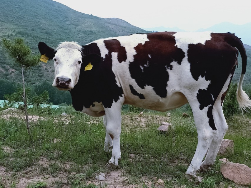 肉牛不排粪怎么办,肉牛食欲不振不吃食是怎么回事