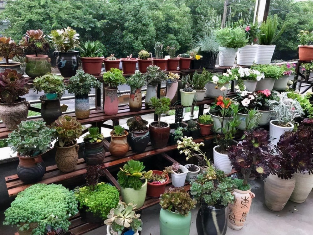 多肉红宝石冬天养殖方法和技巧,多肉红宝石夏天怎么养