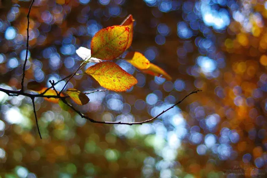 窗外的小树林作文,窗外的小树林原唱