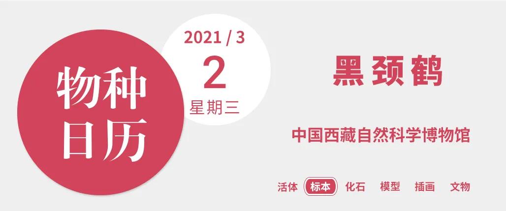 黑颈鹤的有趣之处,黑颈鹤有什么爱好