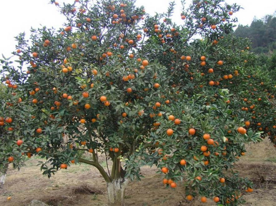 百种味道的果子,百种果实图片