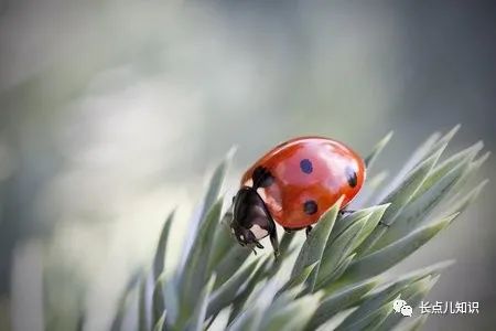 七星瓢虫有毒吗会咬人吗,七星瓢虫会吃虫子吗
