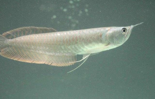 比较有灵性的中大型观赏鱼,威武霸气的观赏鱼有哪些品种