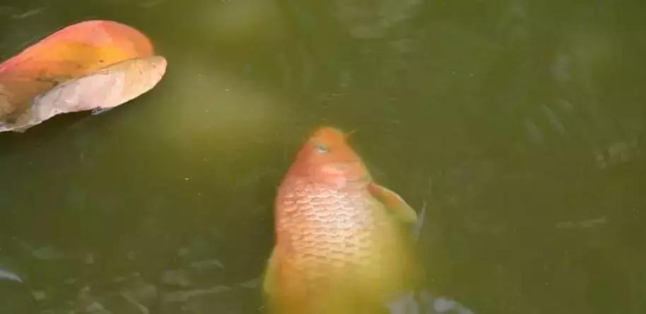 缅甸最高温突破47.2°C，仰光大金塔鱼池的鱼都被热死了