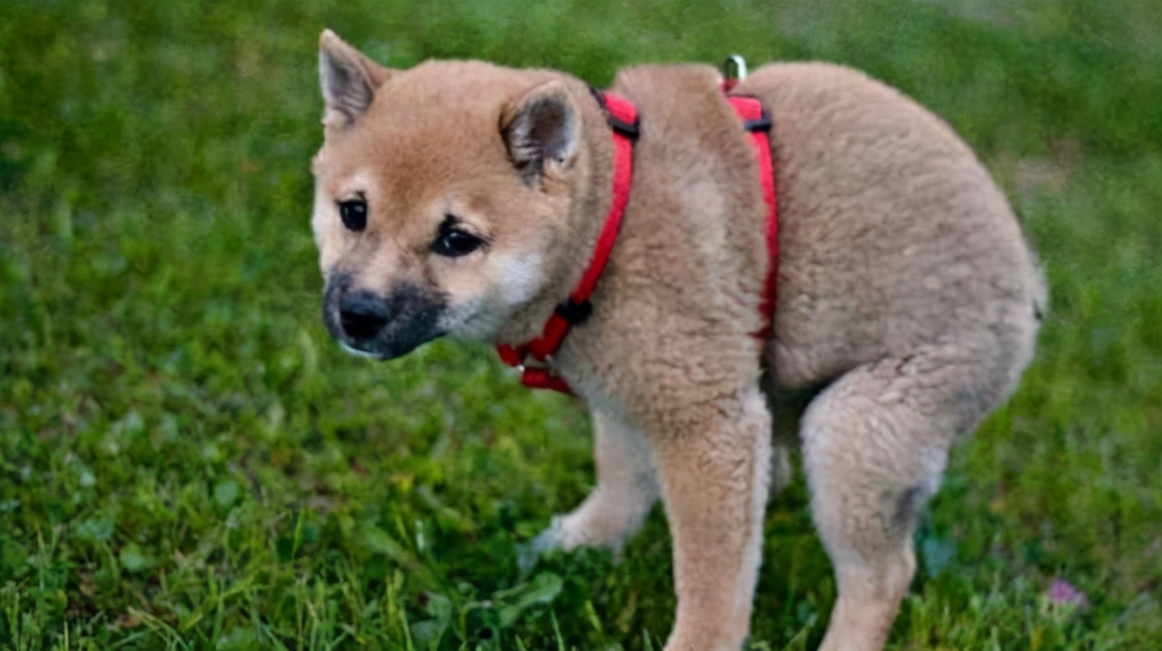 狗狗拉软便便吃什么药,怎么让狗狗不吃自己的便便