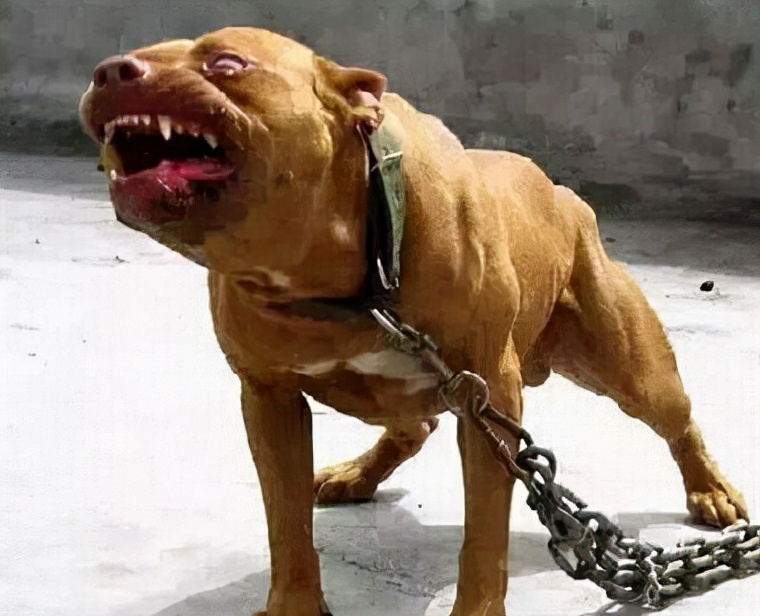 宠物咬人法律怎么处理,狗狗护食咬人纠正全过程