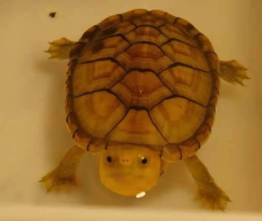 头盔龟和巨头龟怎么选,西非龟和沼泽龟哪个好养好看