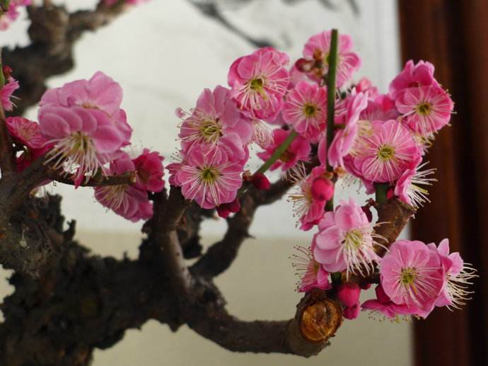 梅花常见病害有哪些,盆栽梅花常见病害