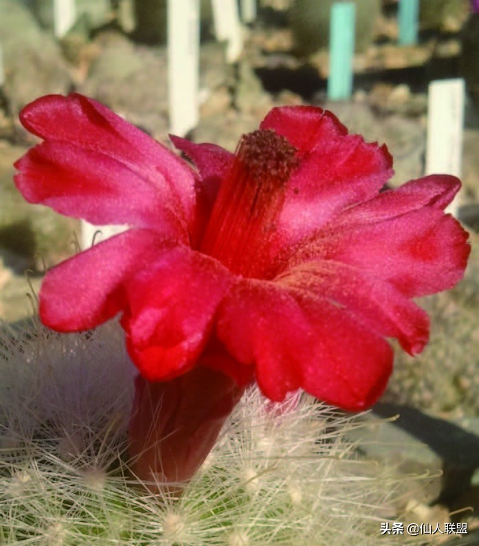 石食者THESTONEEATERS六