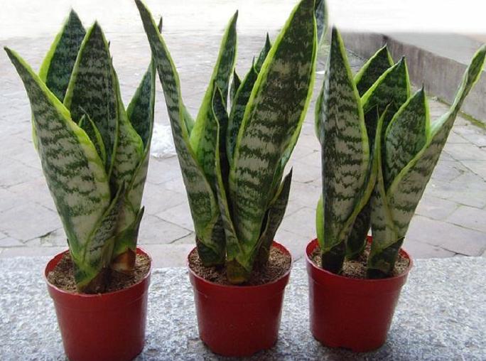 家里装修什么绿植除甲醛,大盆栽植物室内除甲醛