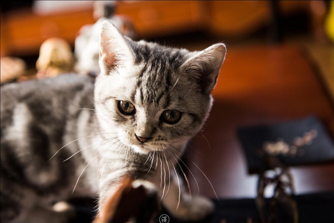 适合新手养的猫咪美短,美短虎斑猫优点和缺点
