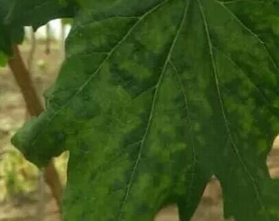 刚长出葡萄叶片发黄褐色斑点,葡萄叶片发黄可以用磷酸二氢钾吗