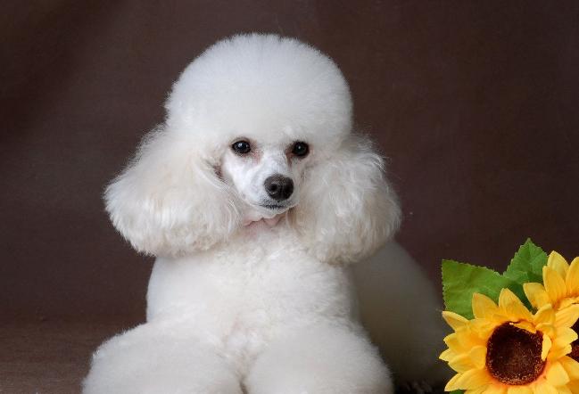 全国最受欢迎的10种狗狗,超级金贵的狗狗你知道几种