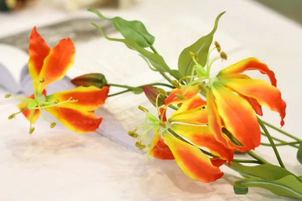 50种鲜切花花语，每个花艺师都要知道