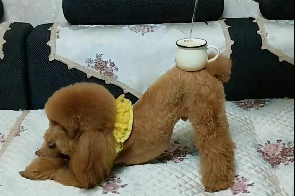 泰迪最怕的几种惩罚,对泰迪最有效的惩罚方法