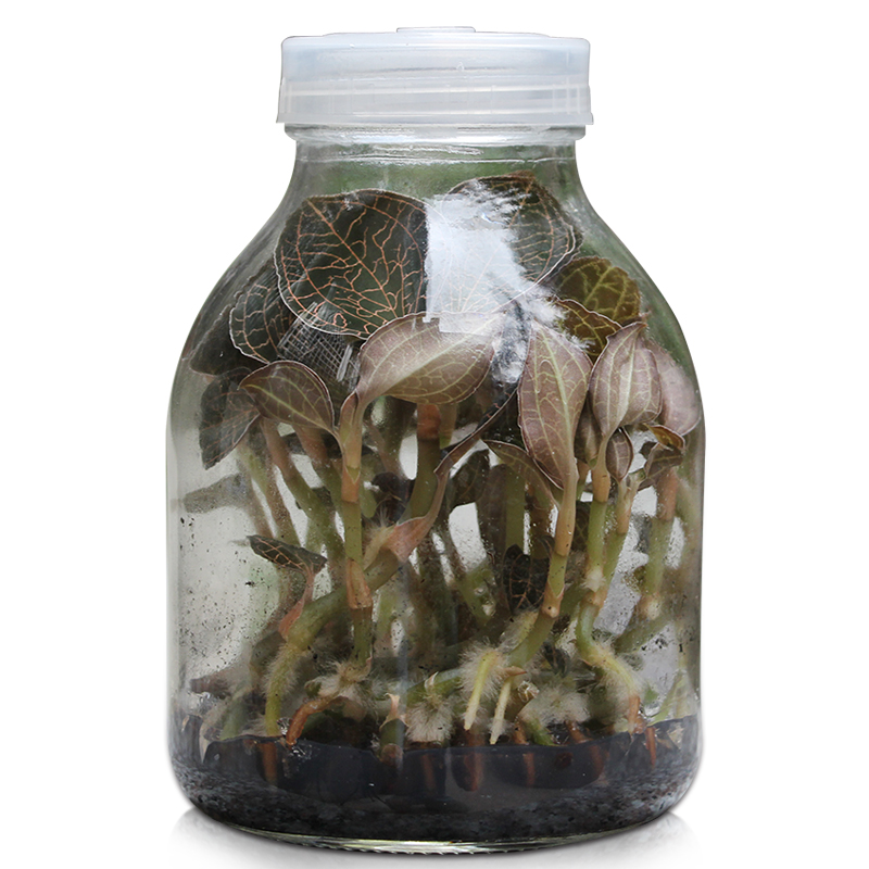 金线莲组培苗炼苗过程和种植方法,金线莲组培快繁