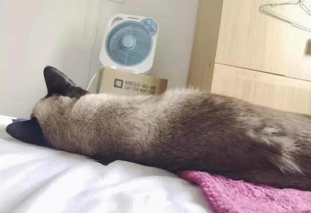 福懋动物医院厦门,福懋宠物医疗中心解放桥分院