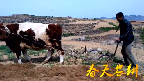 十二生肖牛又简单又可爱,十二生肖牛的介绍