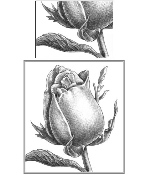 素描玫瑰花高级感的画法,素描玫瑰花画法步骤图