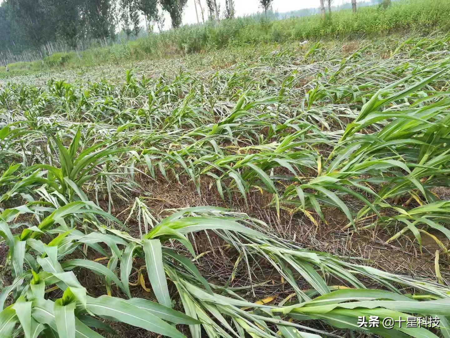 玉米不一样的品种可以混播吗,玉米混播高产吗