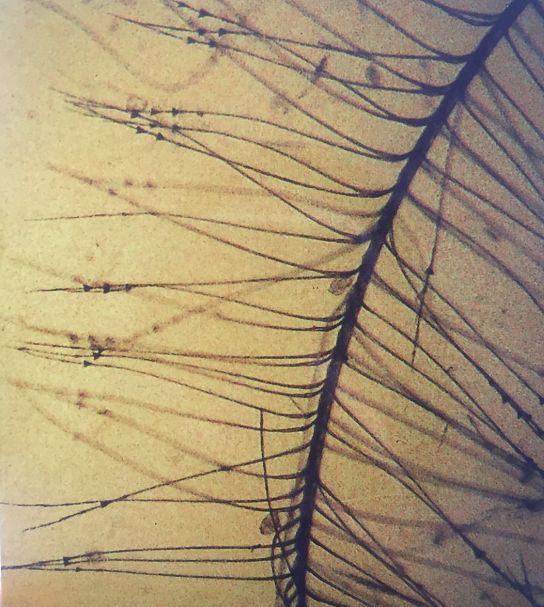 鸭羽绒好还是鹅绒衣服好,鸭毛绒和鹅绒的区别