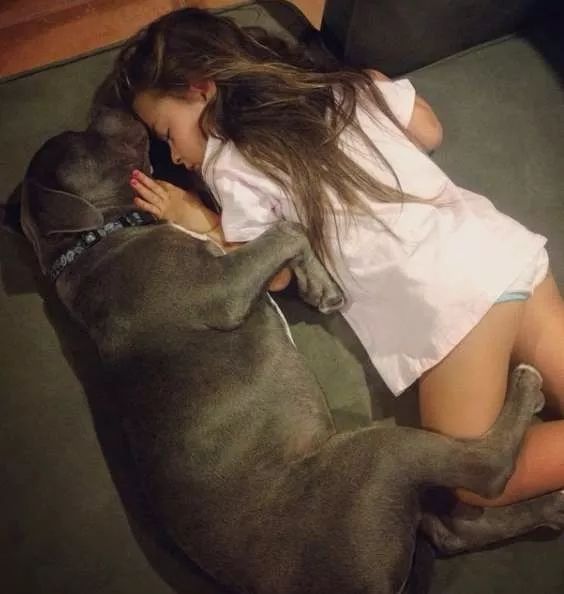 比特犬领养,比特犬温暖的一幕