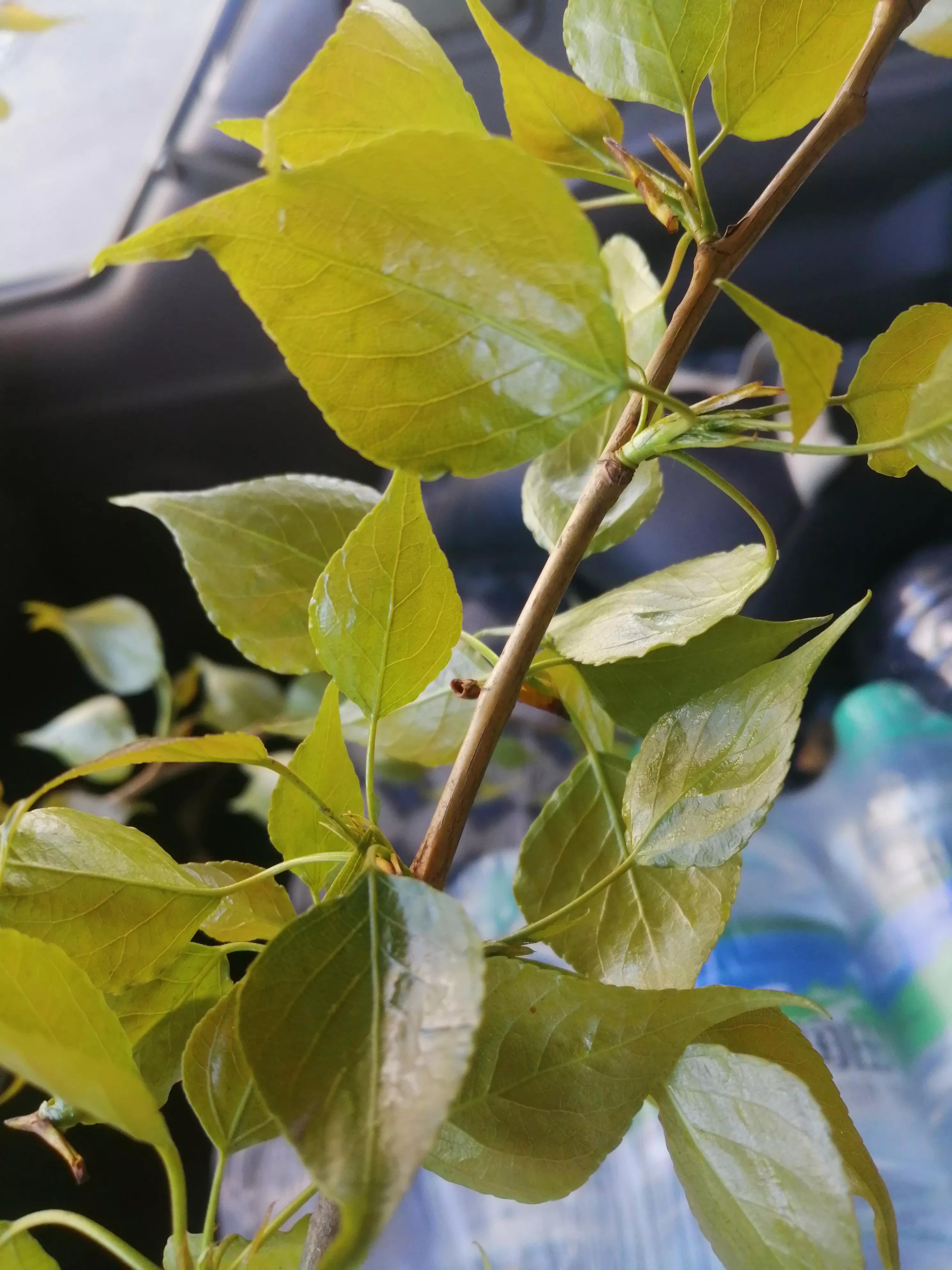 杨树叶能吃吗,杨树叶子能不能吃