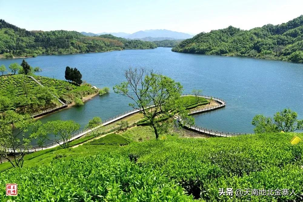 五百里茶谷,五百里茶谷图片