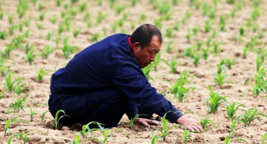 薄荷种植用什么肥料好,薄荷种植多久才可以施肥