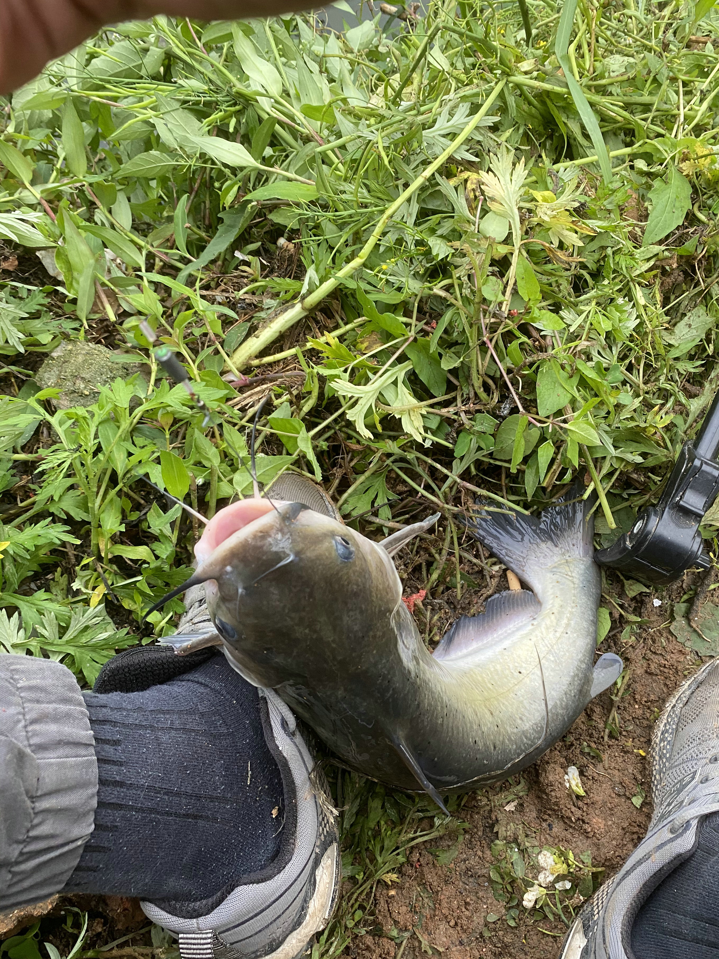 野外钓到了哪些鱼不能吃,广东钓的鱼为什么不能吃