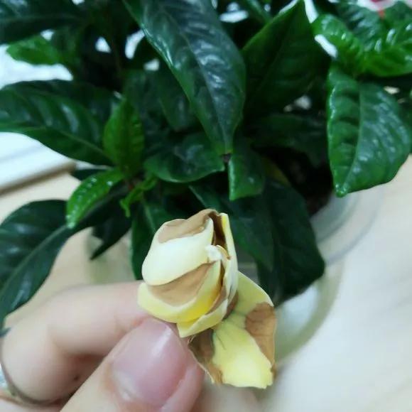 栀子花月季花叶子发黄有黑斑点,茉莉栀子花叶子发黄怎么办