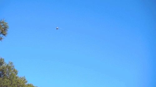 仿生鸟扑翼无人机,法国遥控仿生昆虫